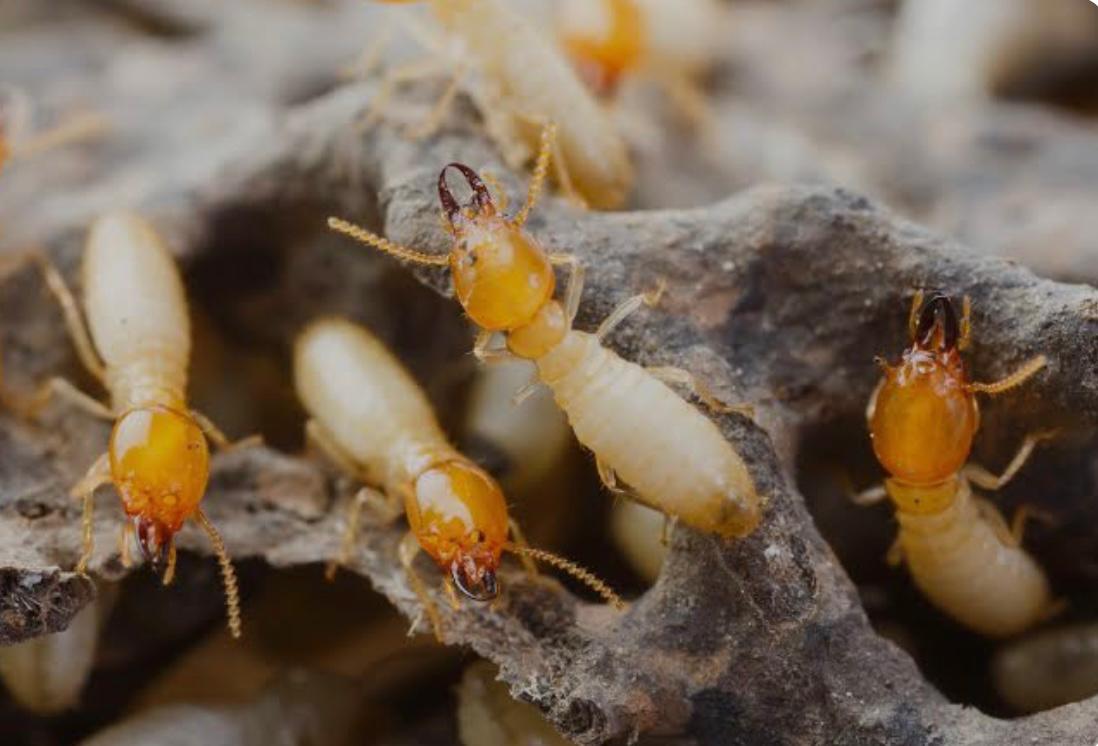 Termite Removal Protec Pest Control